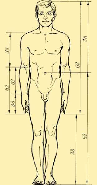 Золотые пропорции в частях тела человека
