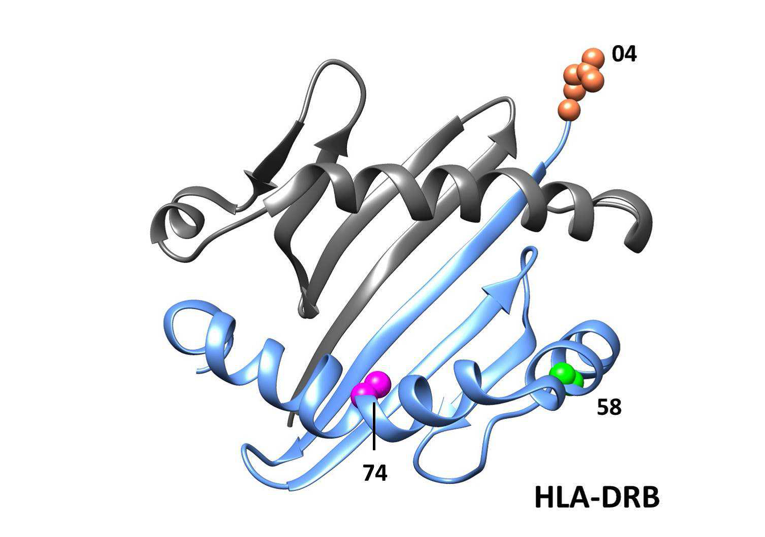 Сайт локуса. Молекулы HLA. HLA иммунология. Строение HLA. HLA антигены.